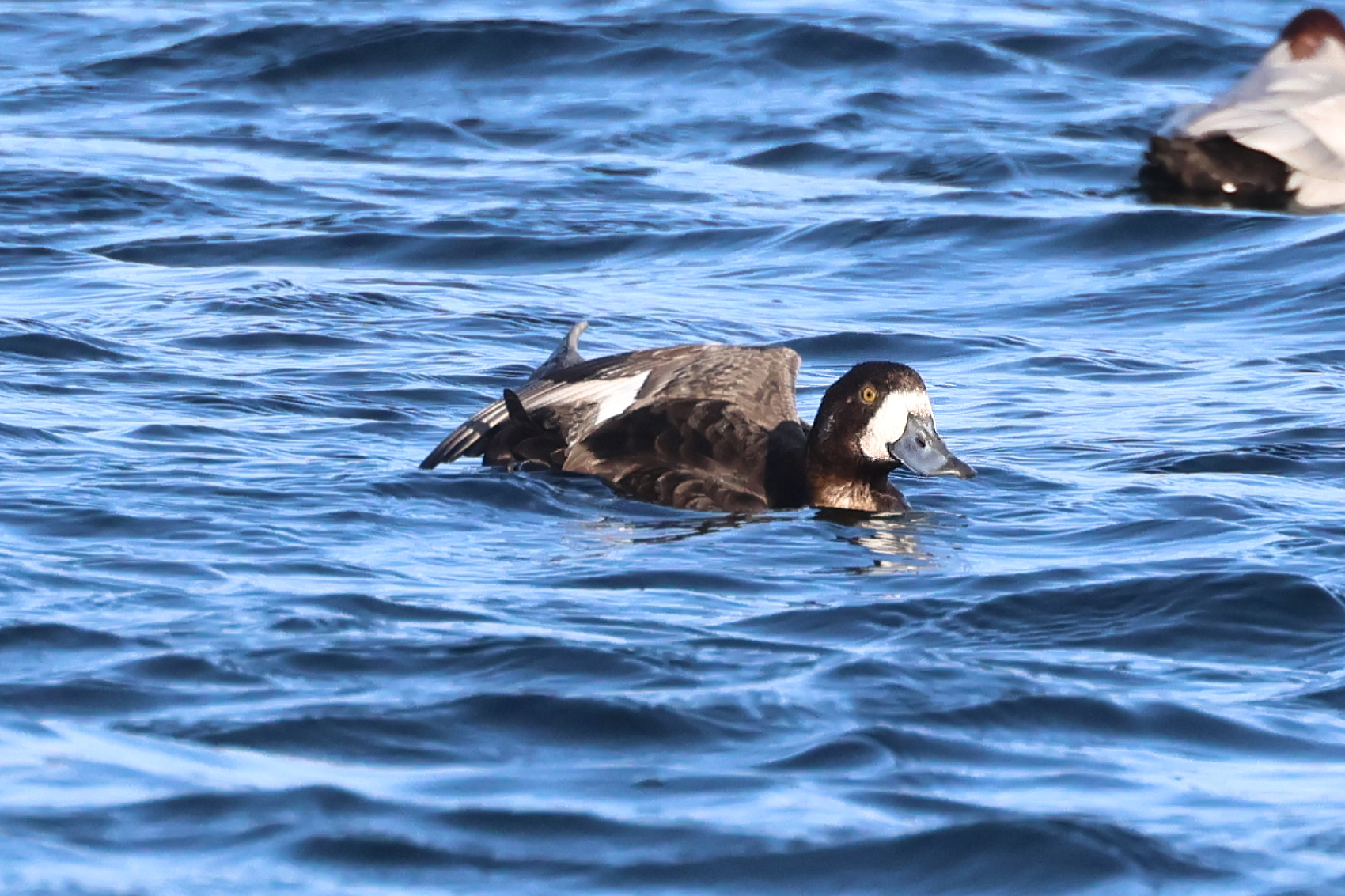 Scaup