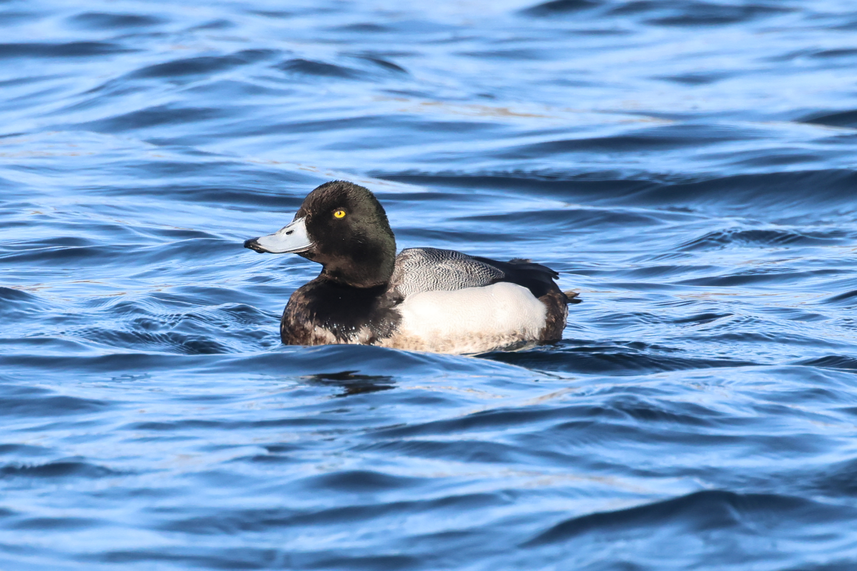 Scaup