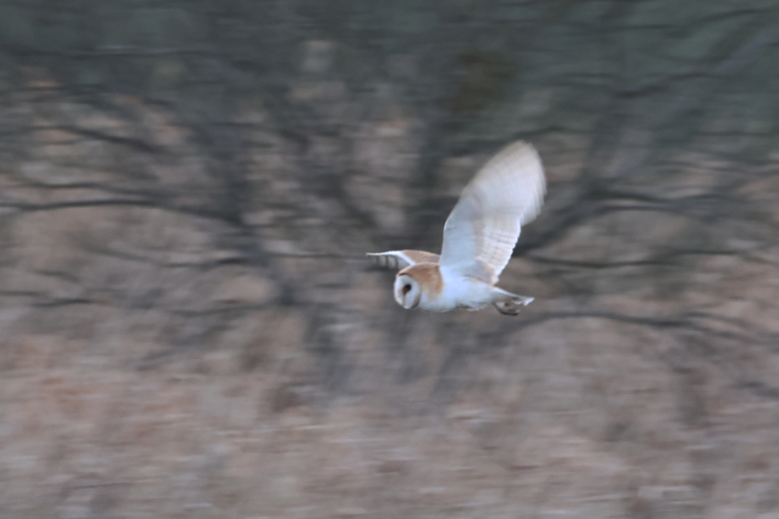 Barn Owl