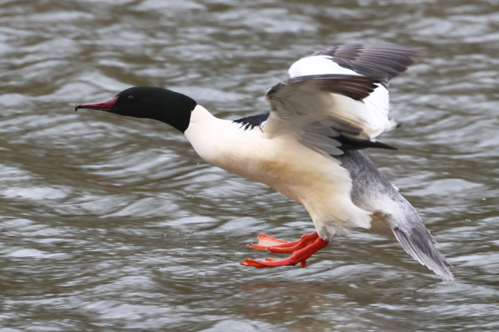 Goosander