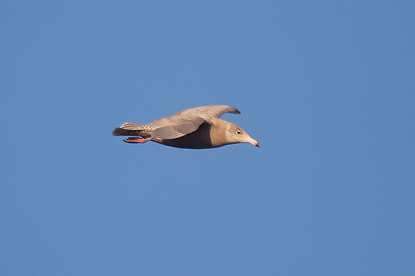 Glaucous Gull
