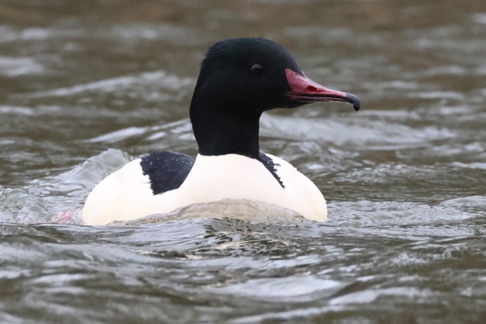 Goosander