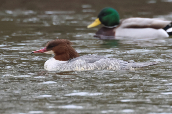 Goosander