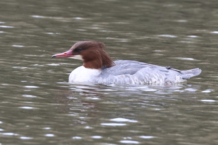 Goosander