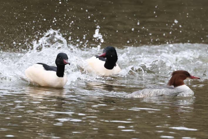 Goosander