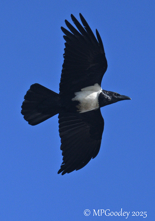 Pied Crow