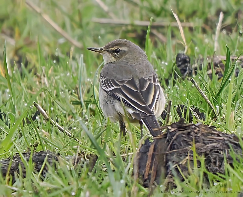 Eastern Yellow Wagtail