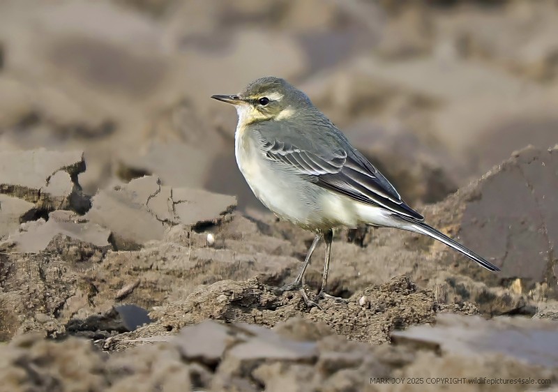Eastern Yellow Wagtail