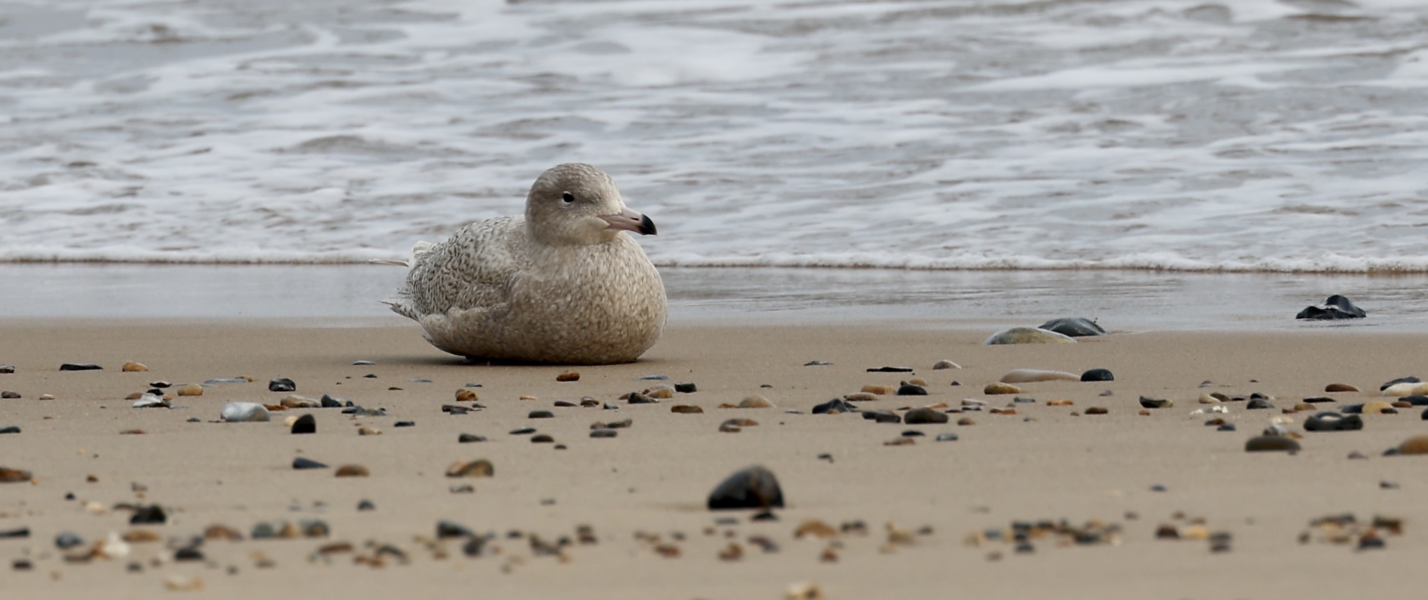 Glaucous Gull