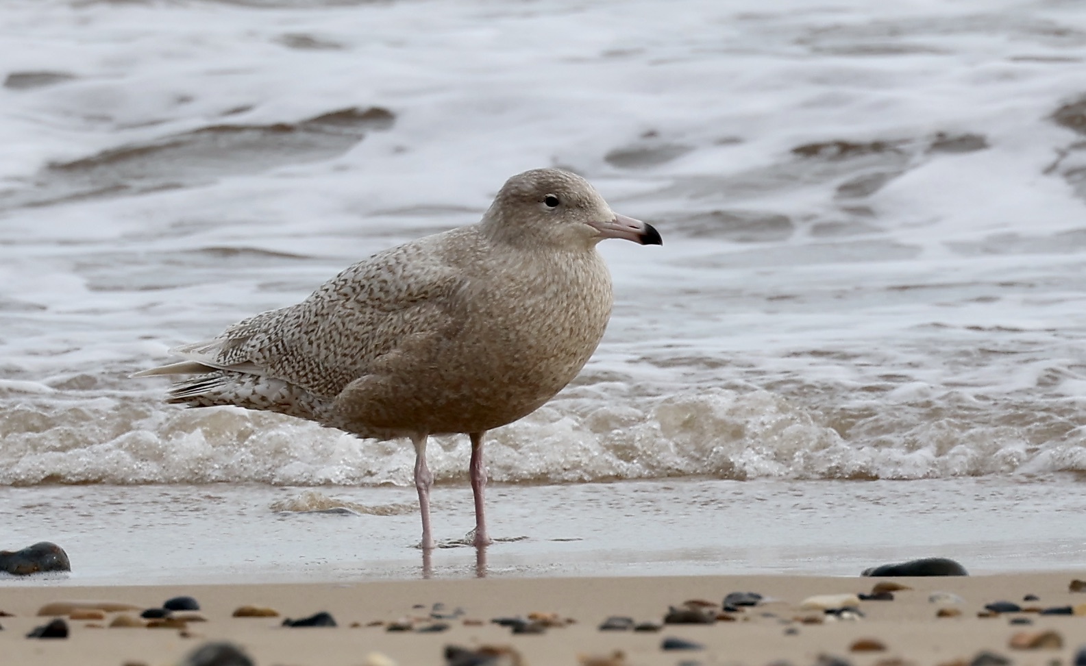 Glaucous Gull