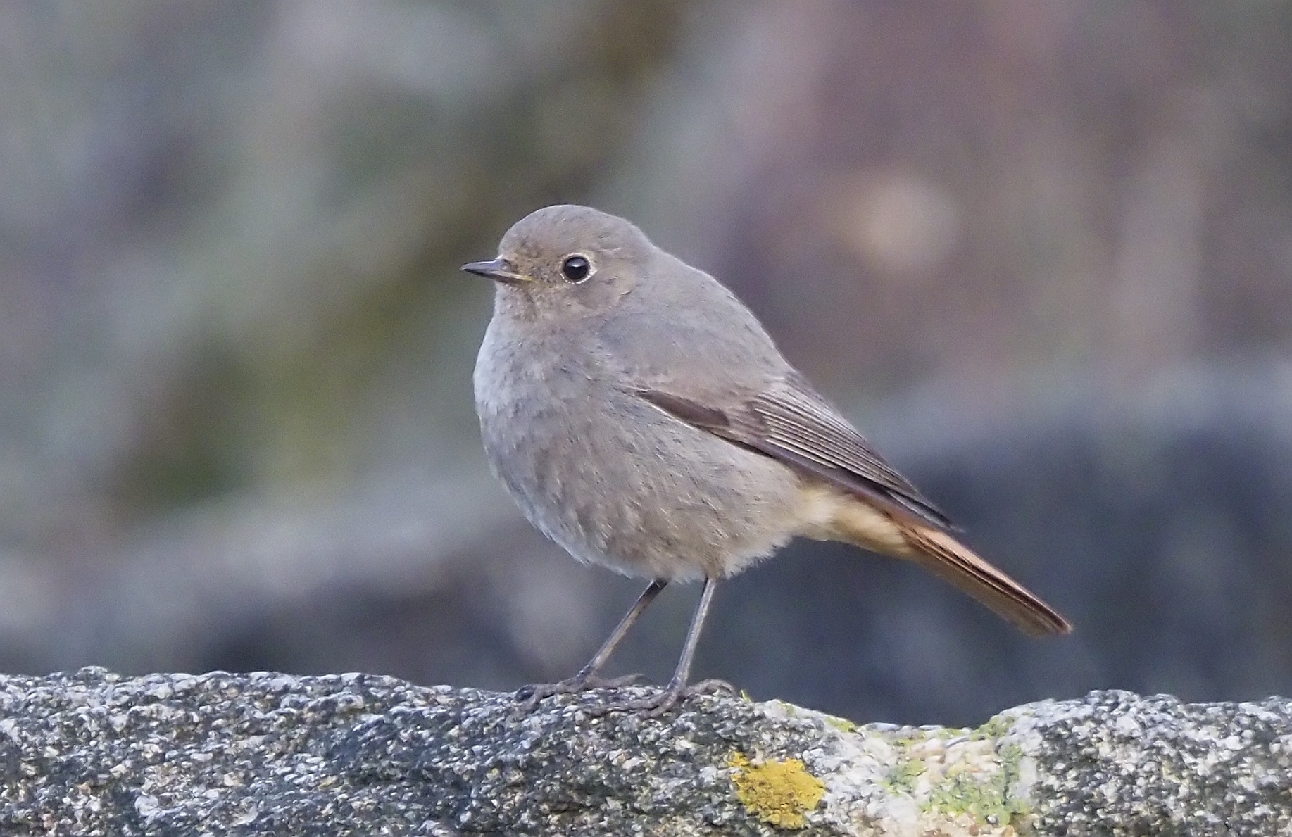 Black Redstart