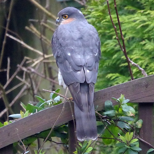 Sparrowhawk