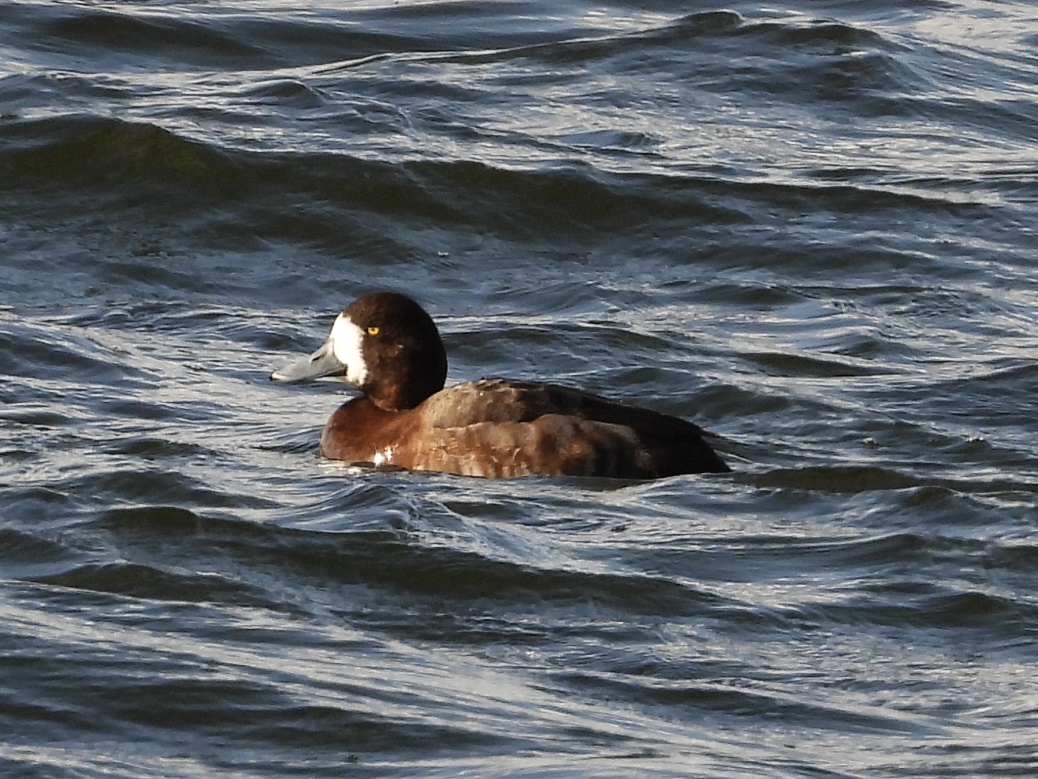 Scaup