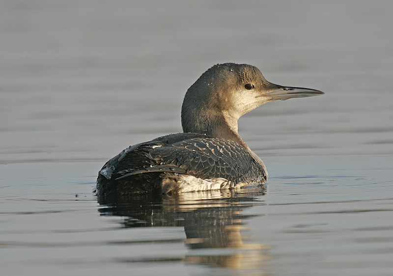 Black-throated Diver