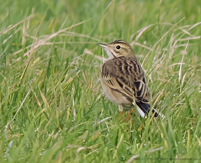 Richard's Pipit