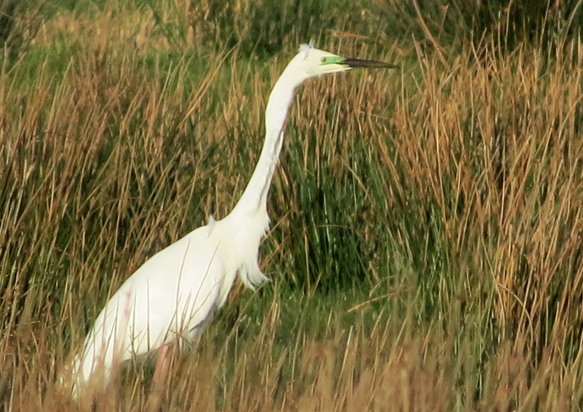 Great White Egret