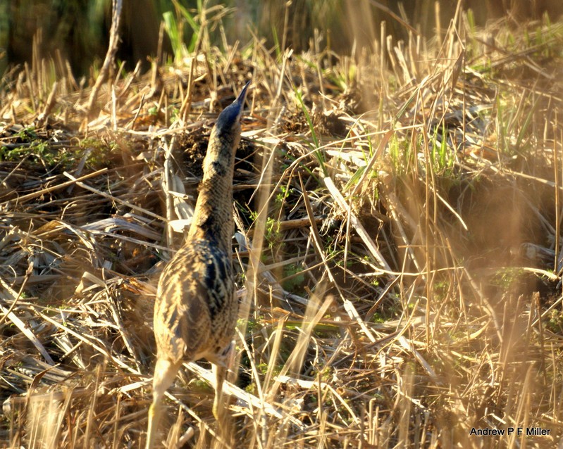 Bittern