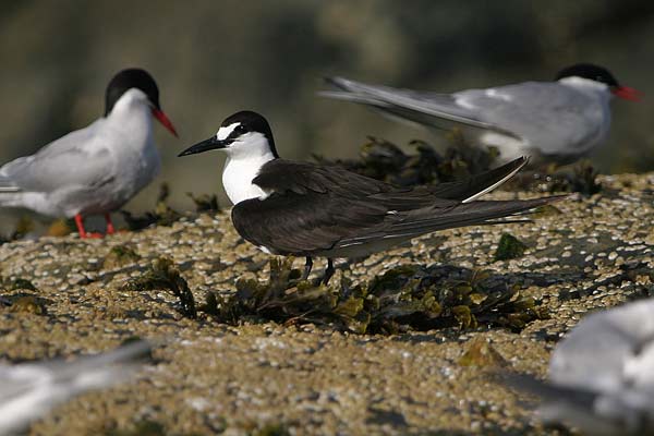 Sooty Tern