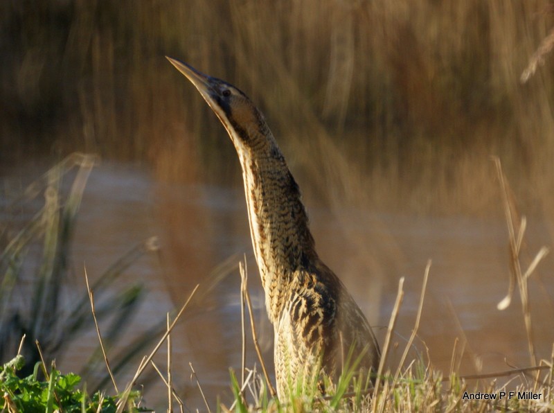Bittern