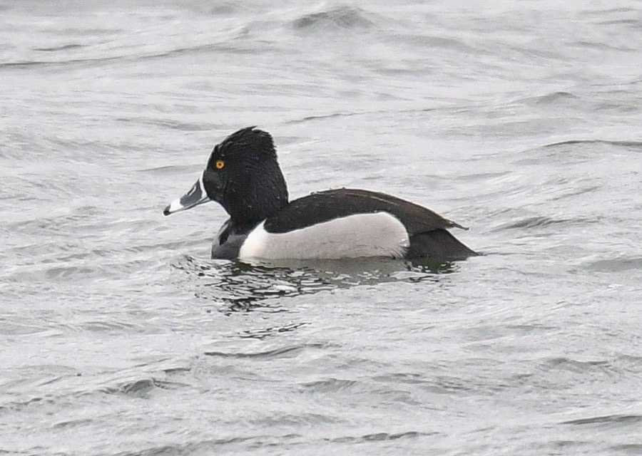 Ring-necked Duck