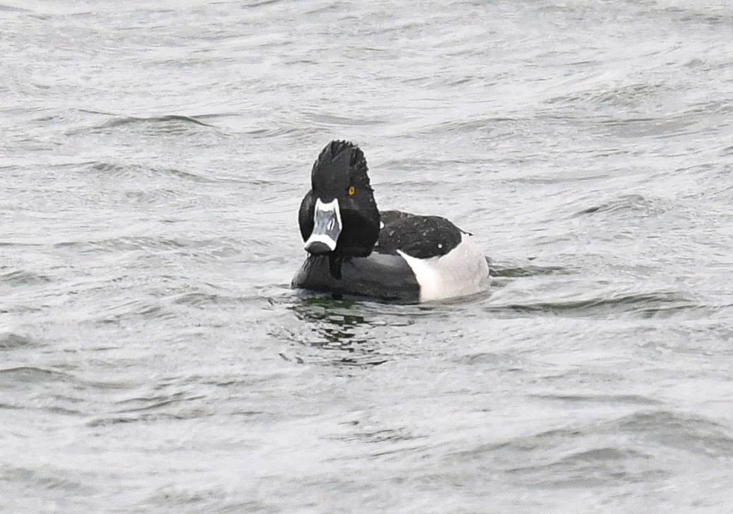 Ring-necked Duck