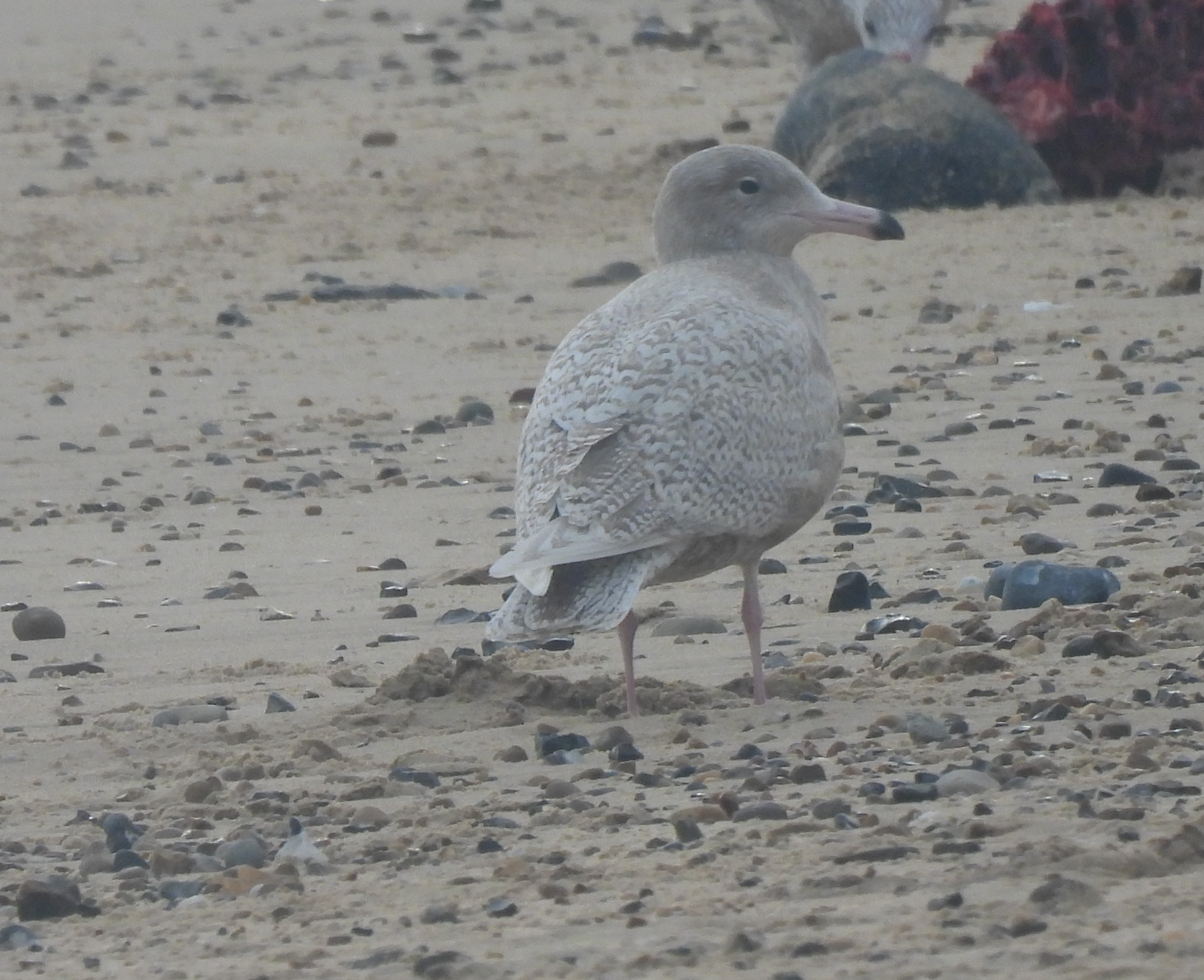 Glaucous Gull