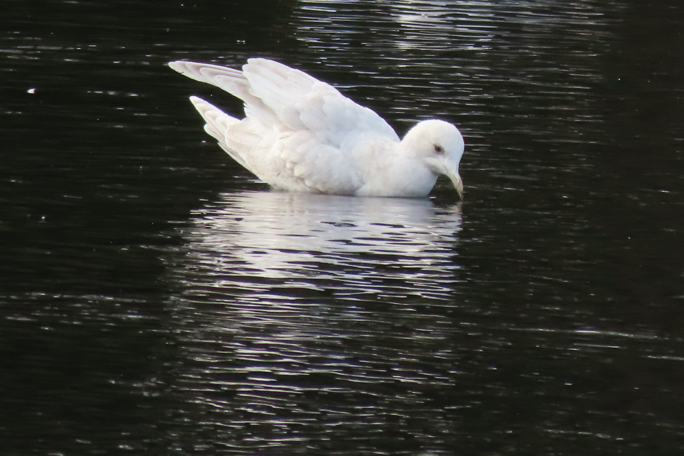 Kumlien's Gull