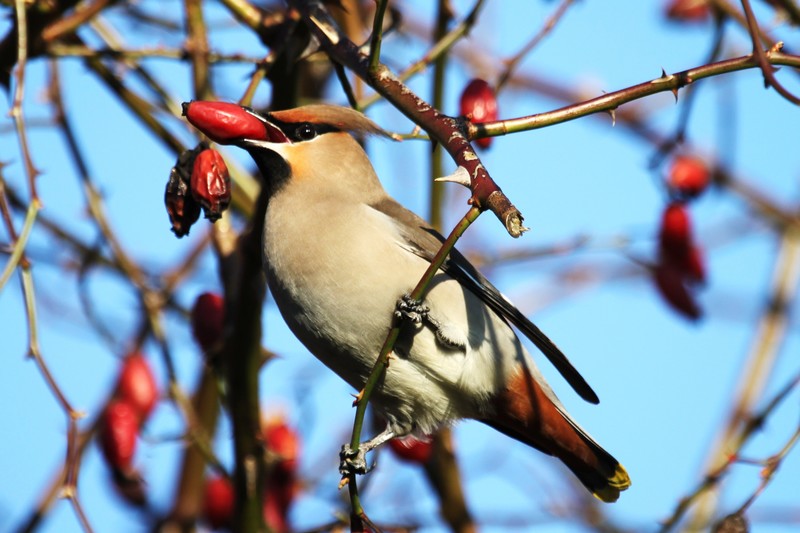 Waxwing