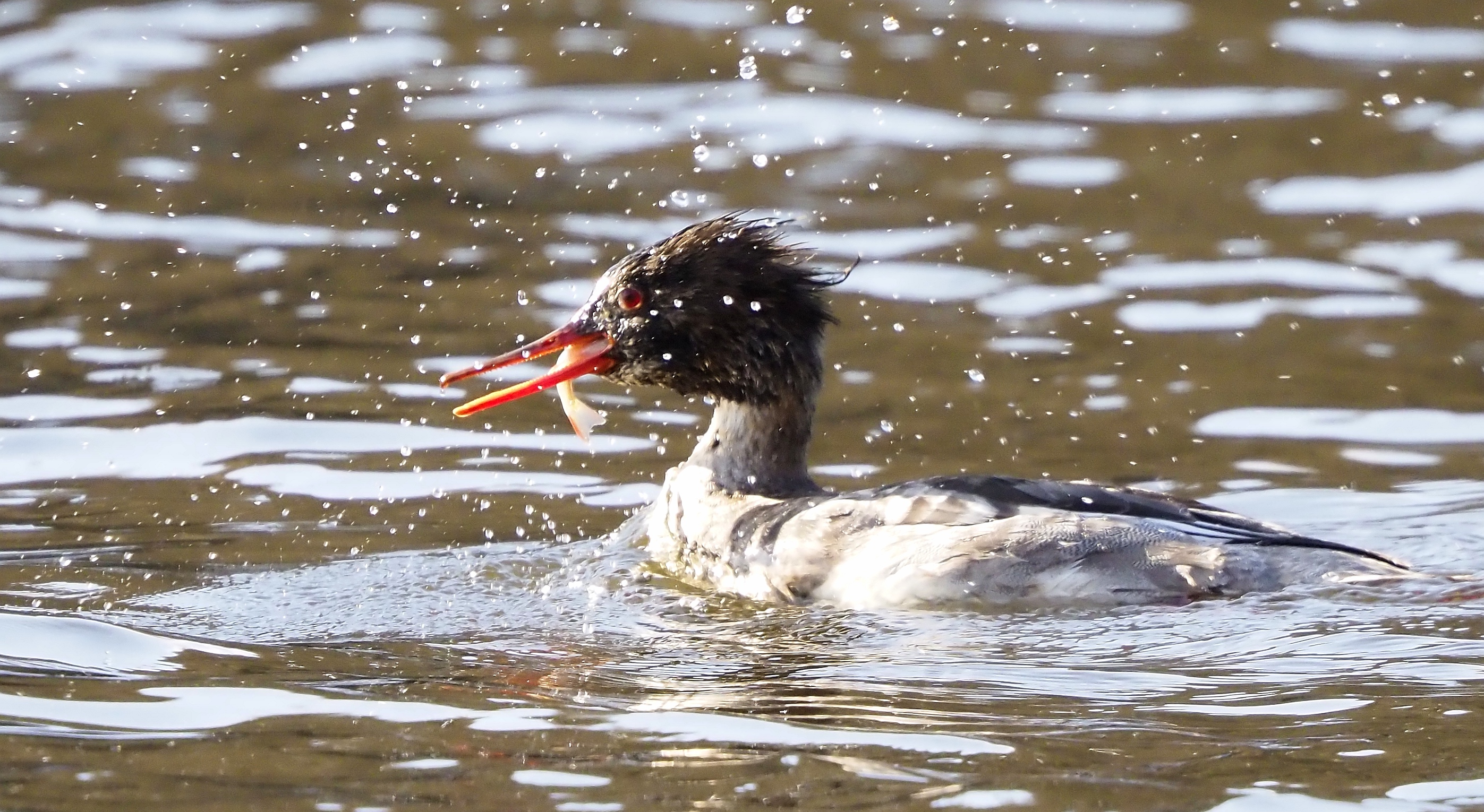 Red-breasted Merganser