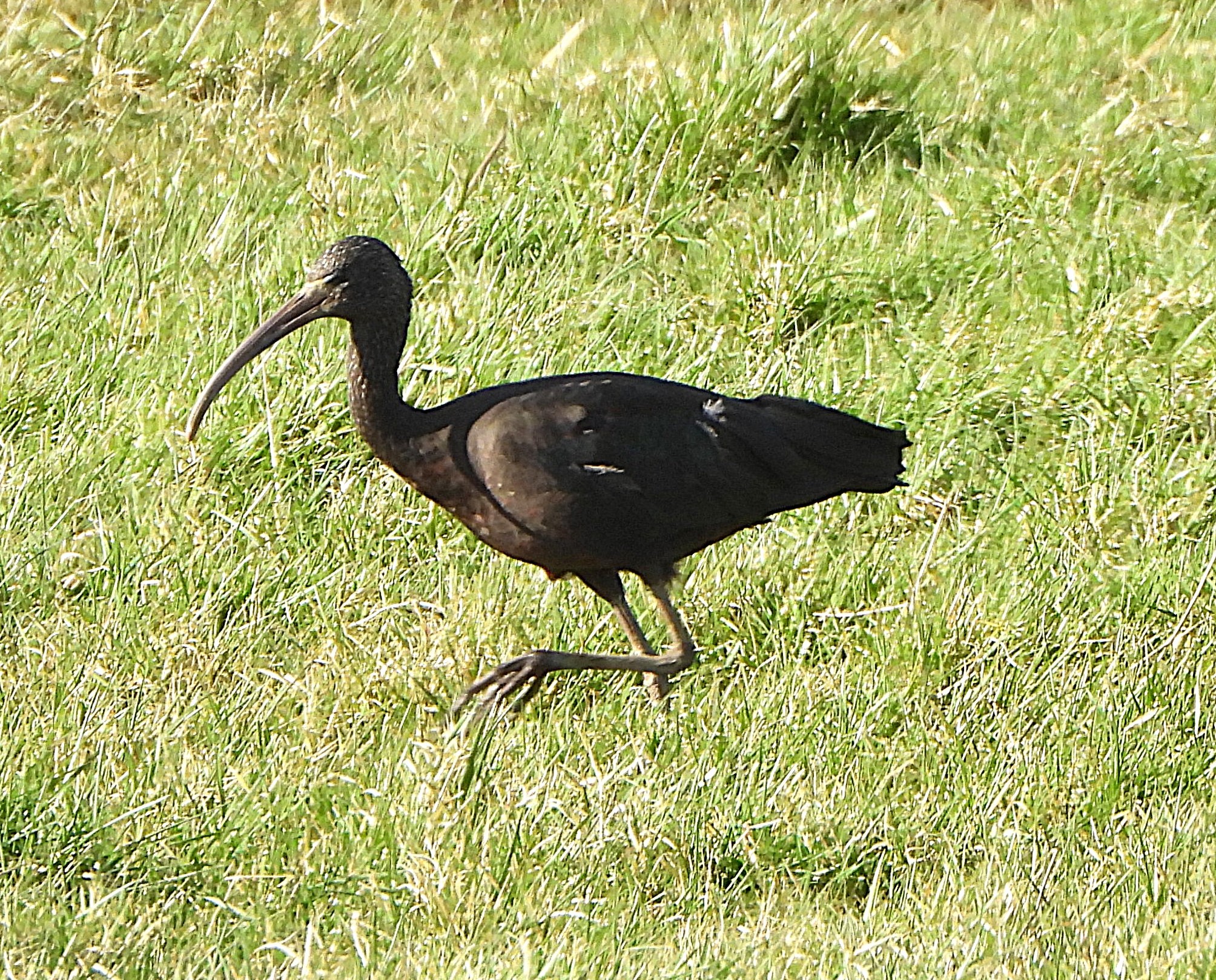 Glossy Ibis