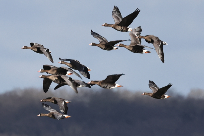 Russian White-fronted Goose