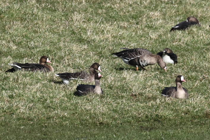 Russian White-fronted Goose