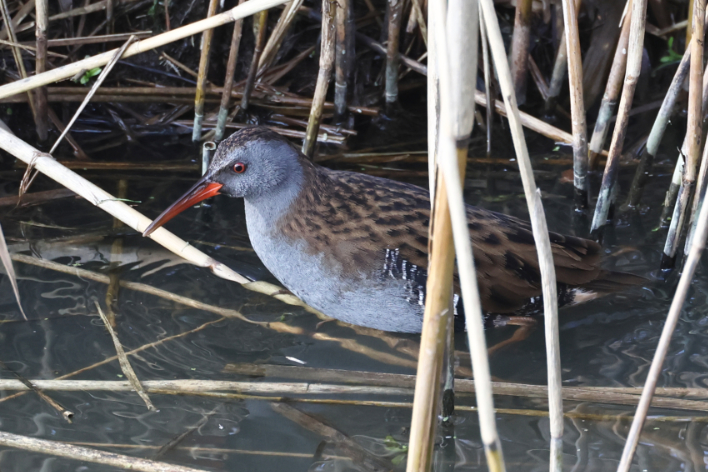 Water Rail