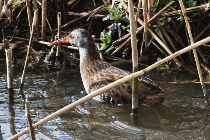 Water Rail