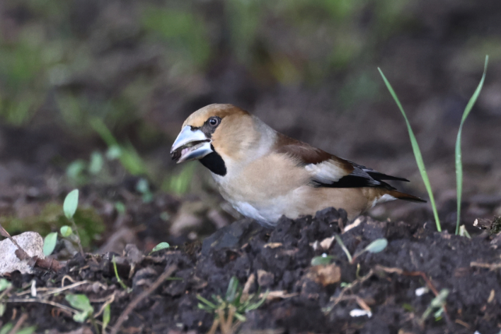 Hawfinch