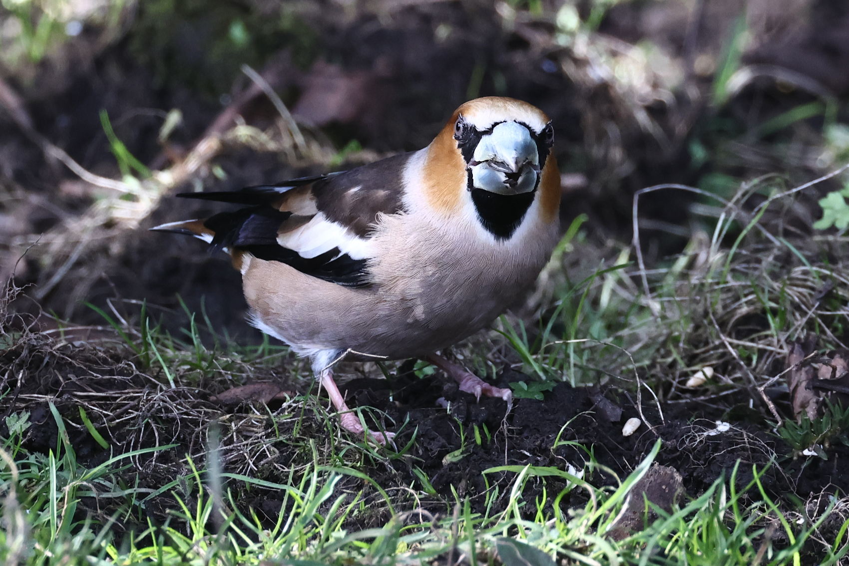 Hawfinch