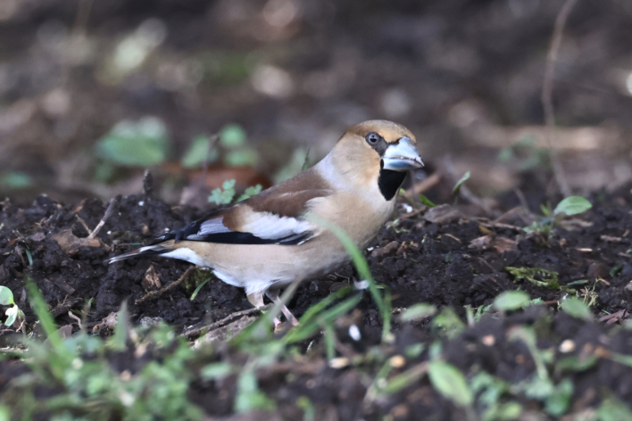 Hawfinch
