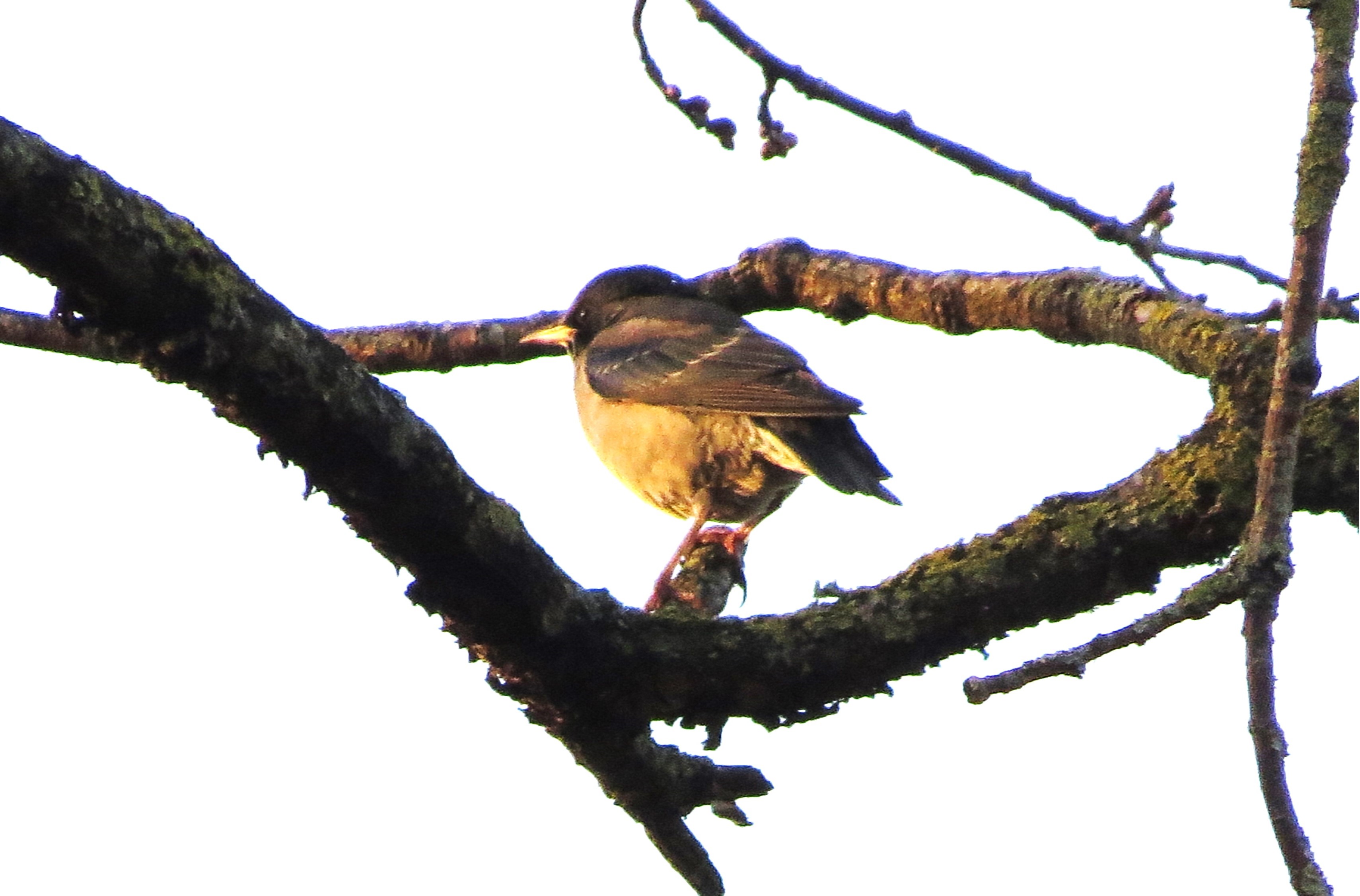 Rose-coloured Starling
