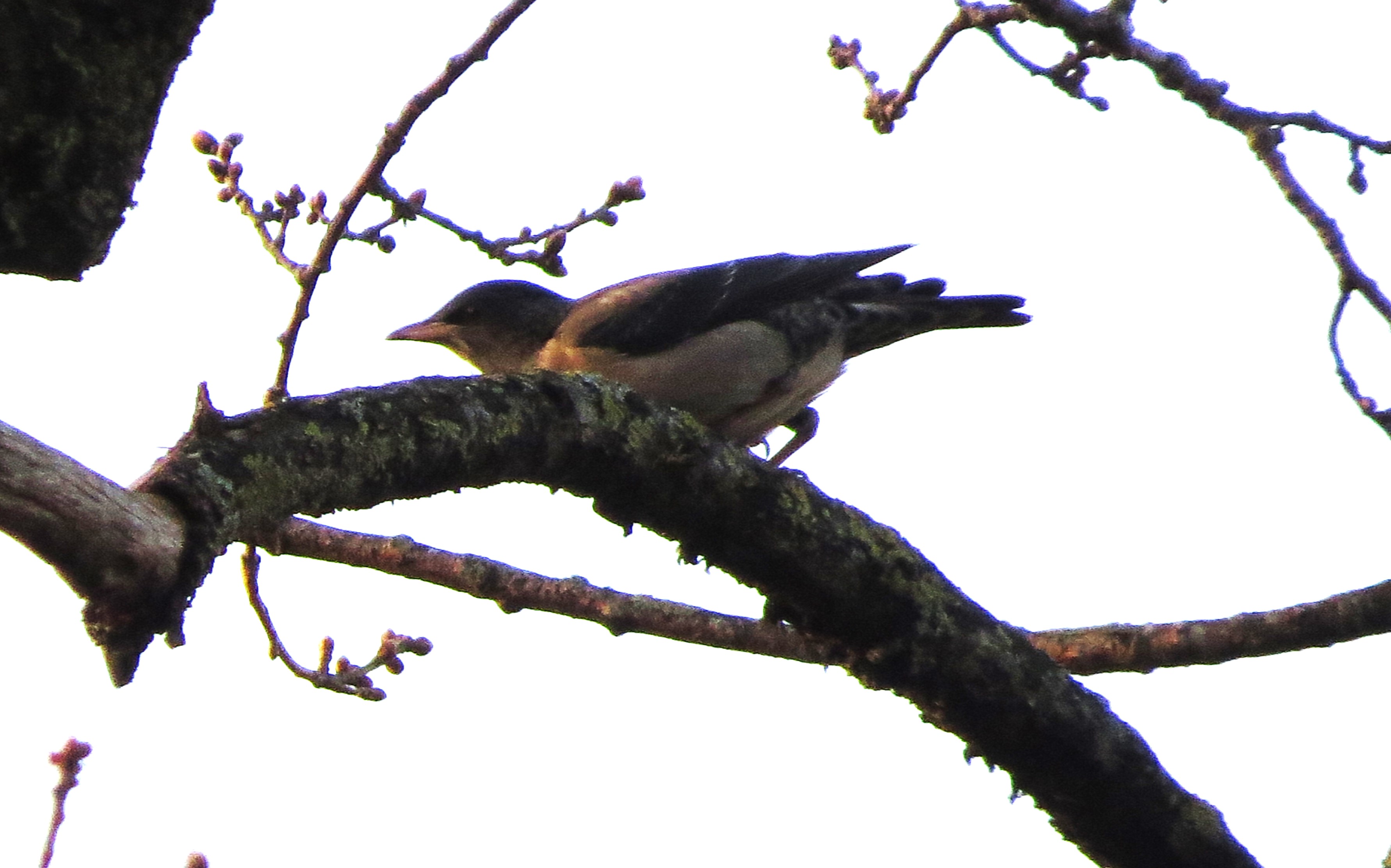 Rose-coloured Starling