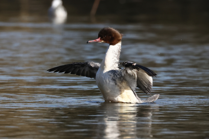 Goosander
