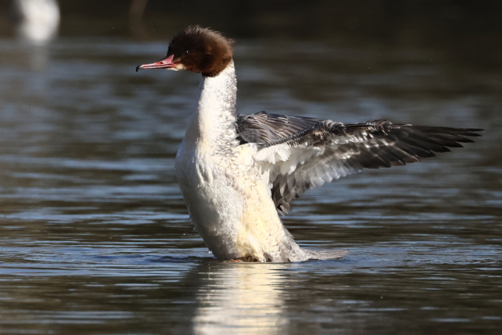 Goosander