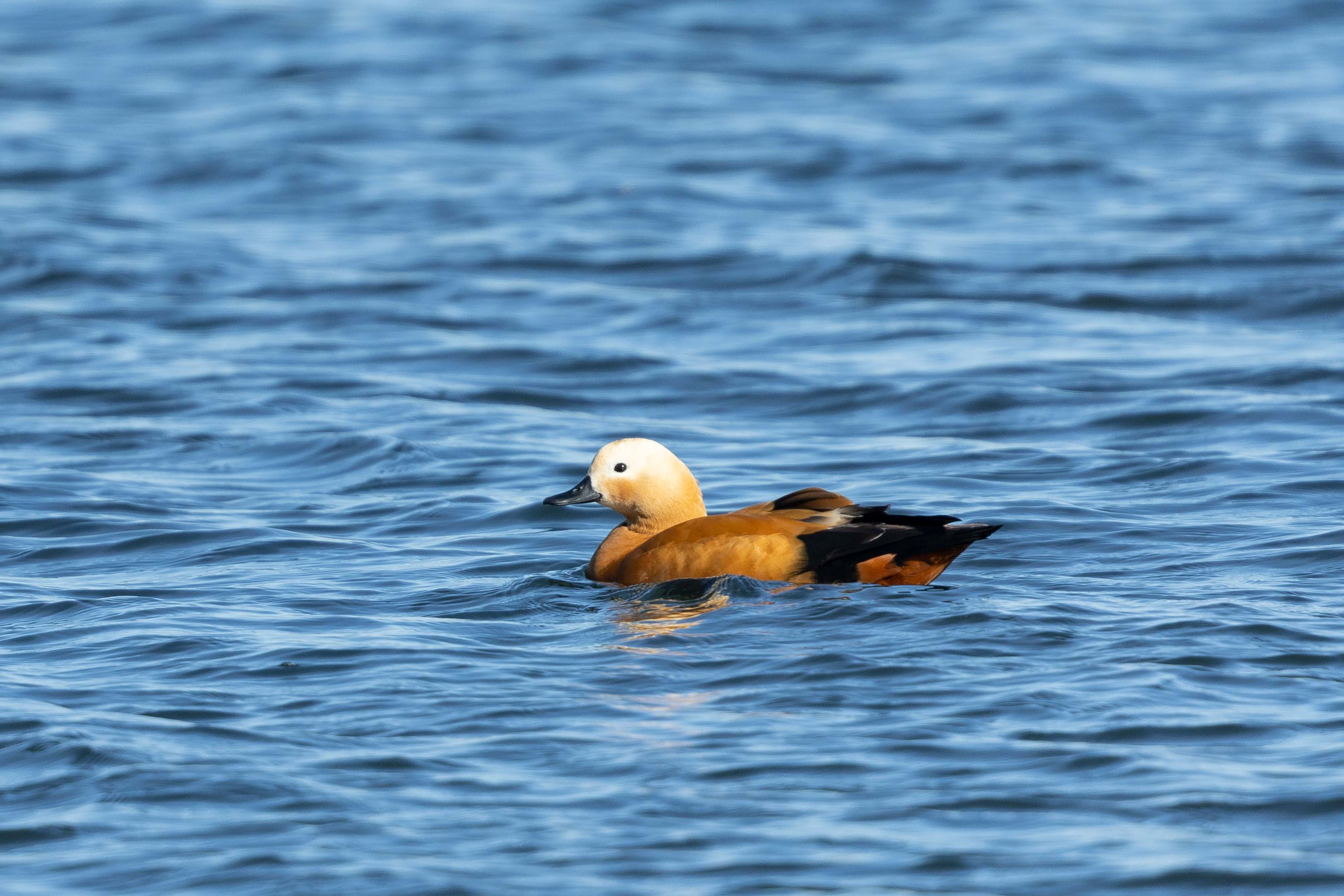 Ruddy Shelduck