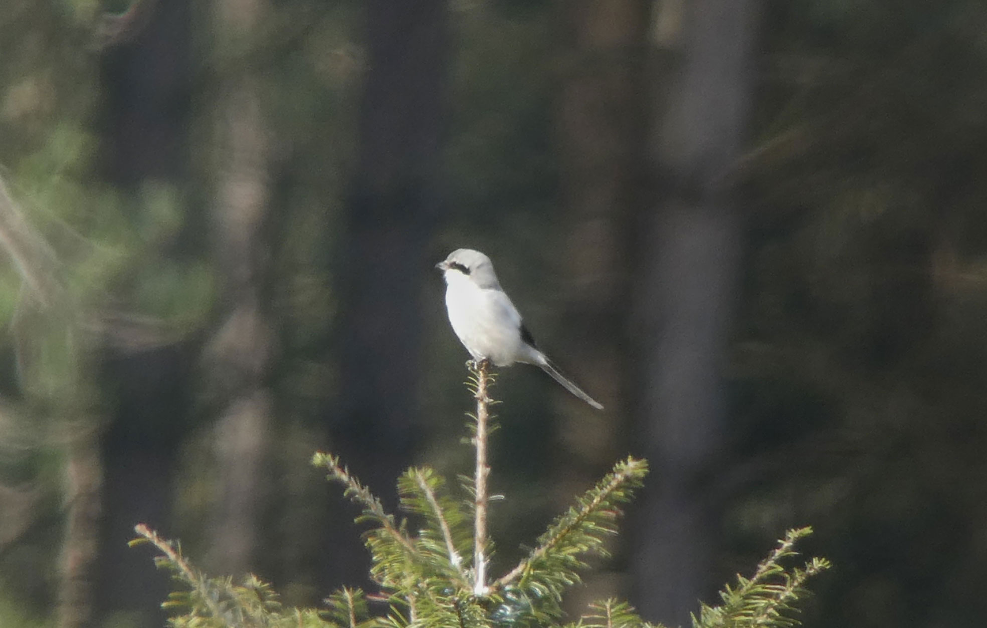 Great Grey Shrike