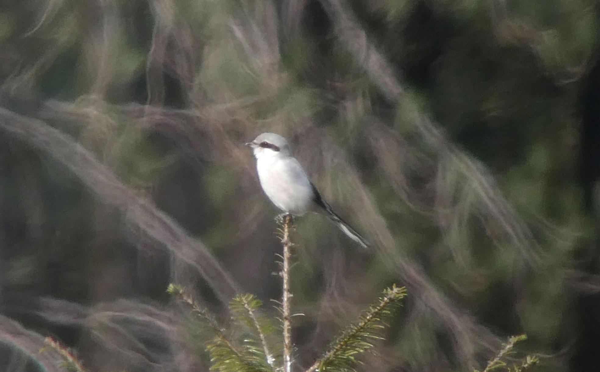 Great Grey Shrike