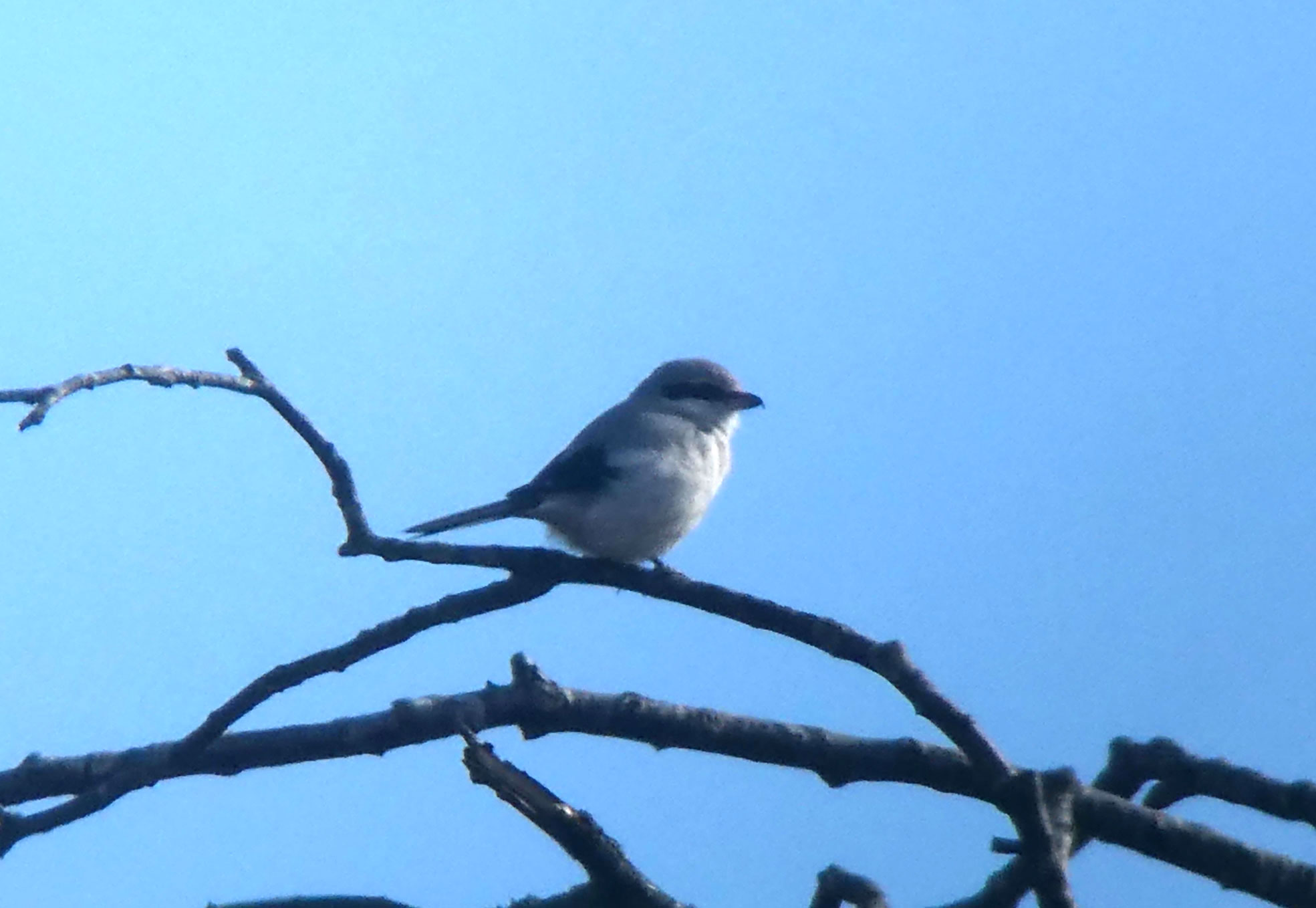 Great Grey Shrike
