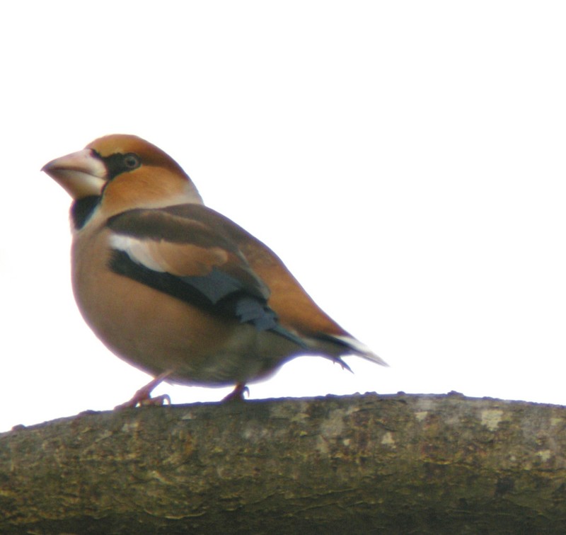 Hawfinch
