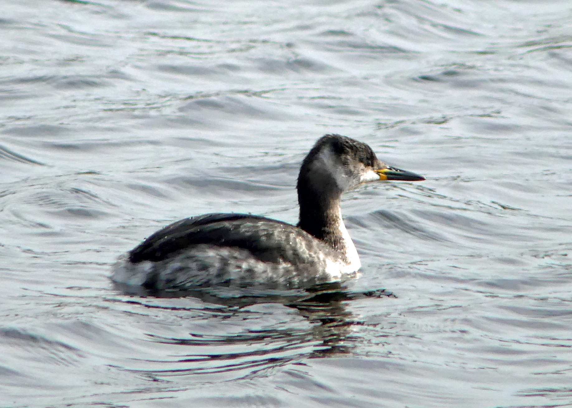 Red-necked Grebe