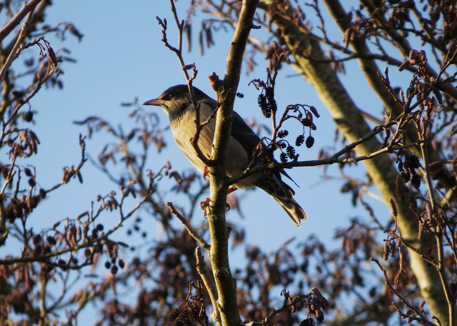 Rose-coloured Starling