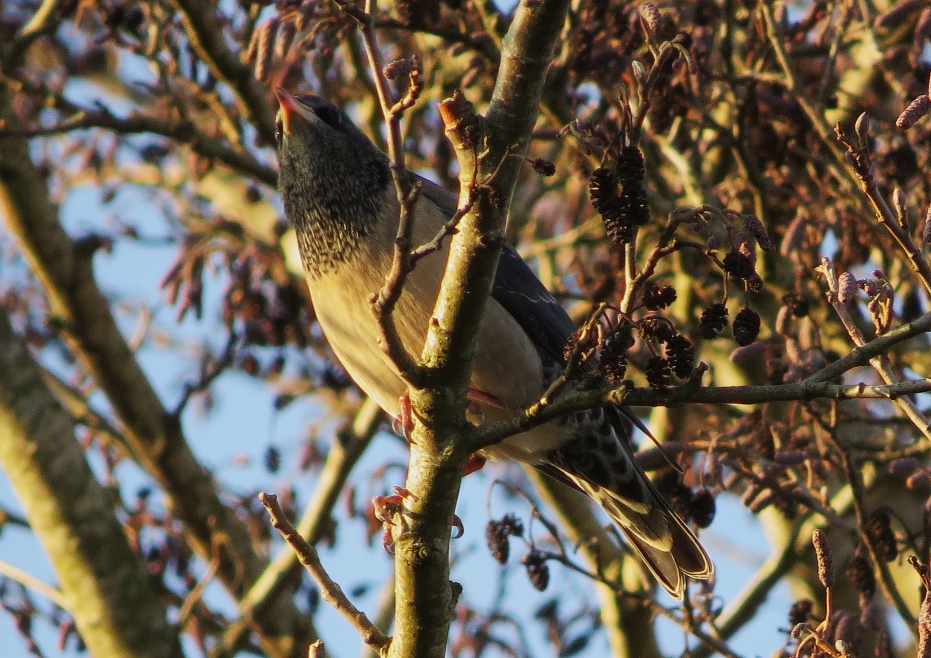 Rose-coloured Starling