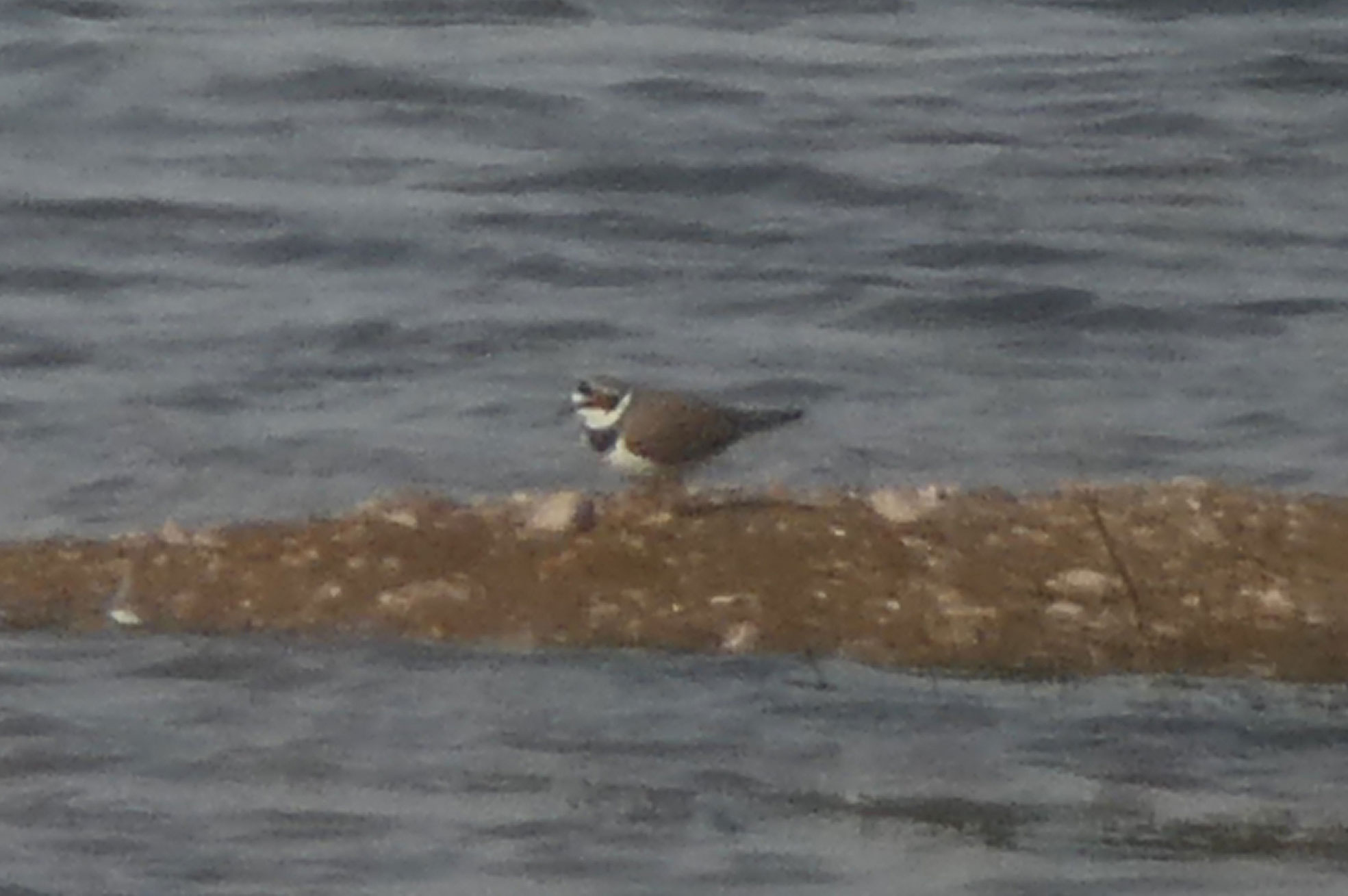 Little Ringed Plover